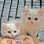 The Cat Butler Avatar