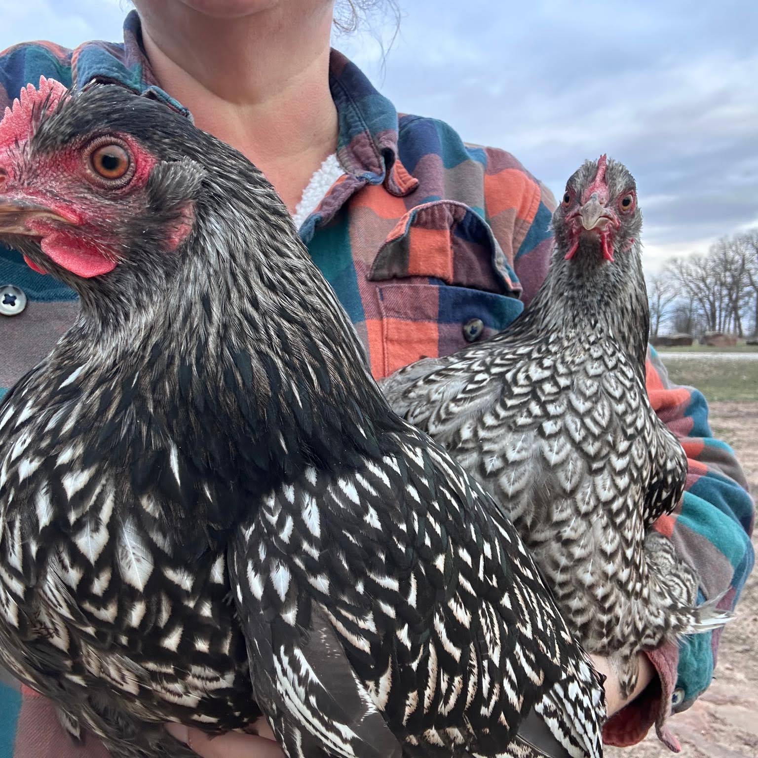Post from Paragon Ridge Ranch