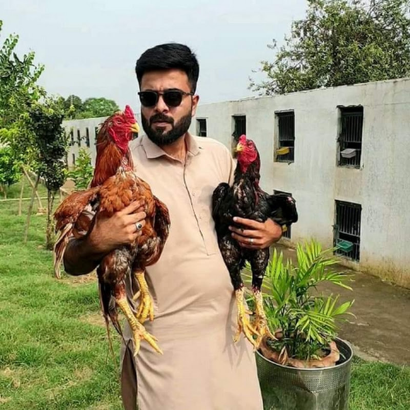 Fahad Amir Aseel Farm Islamabad 