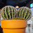 @Cacti1970