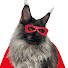 sLAI06K3zdw-channel-avatar-Zorro, the Giant Cat