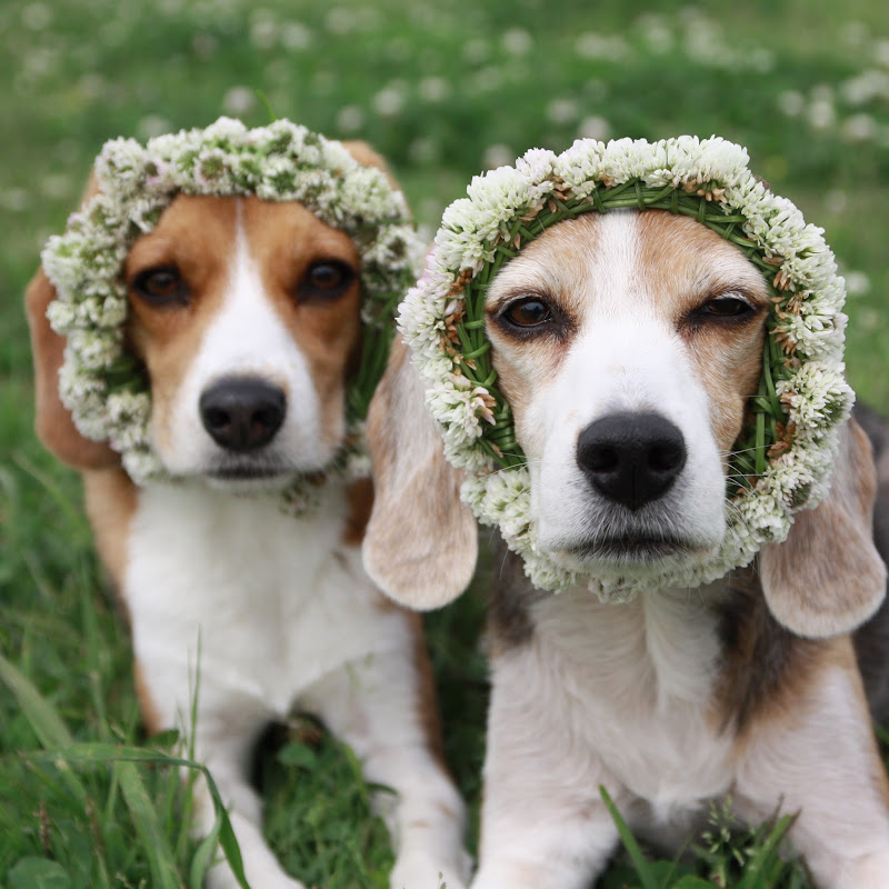 きなこんぶ【犬連れ夫婦キャンプ】 のサムネイル