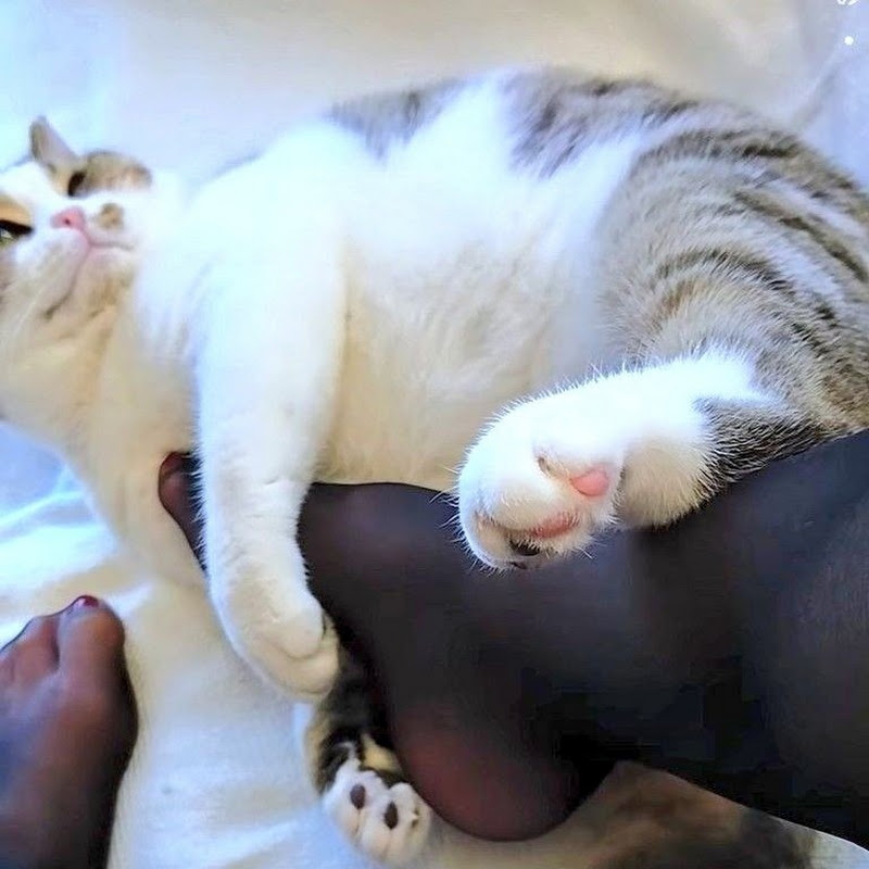 猫ちゃんマンチ YouTubeチャンネル画像