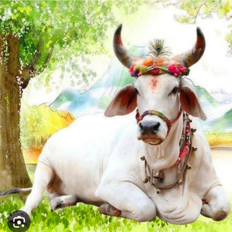 गो सेवादार नरेंद्र प्रजापति 💥 ठिकाना बिछडोद