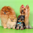 MYl5CGg-z-I-channel-avatar-Питомник Elit_pets Йорки и Шпицы Крым Евпатория