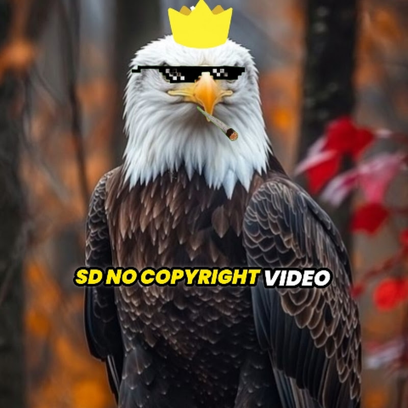 sd no copyright video 