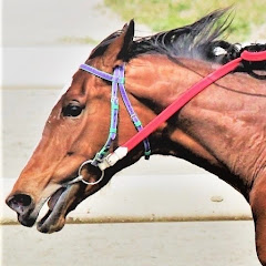 ほのぼの厩舎―芸人が競馬に手を出したら末期―