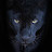 @CagedPanther