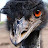 EmuOfTheHighlands