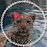 dfKy_51L9Eg-channel-avatar-Toca Silas.