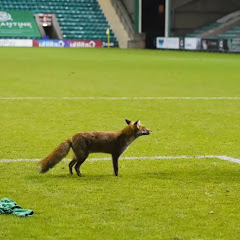 The Hibee Fox