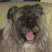 @SPEEDOFDOG's avatar