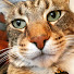 1OoGvi4omEU-channel-avatar-Stray Reviews