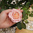 Chompu garden rose