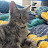 @SadieTheCat-f1l's avatar