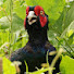 5rByj2T3Kq0-channel-avatar-caitsith