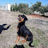 DLe8eRZms8g-channel-avatar-rockyrottweiler2007