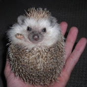 The Socialist Hedgehog