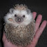 AZzCUCc1goM-channel-avatar-The Socialist Hedgehog 
