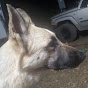 Mukbang Dog YouTube Profile Photo