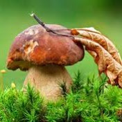 Marby - mushrooms