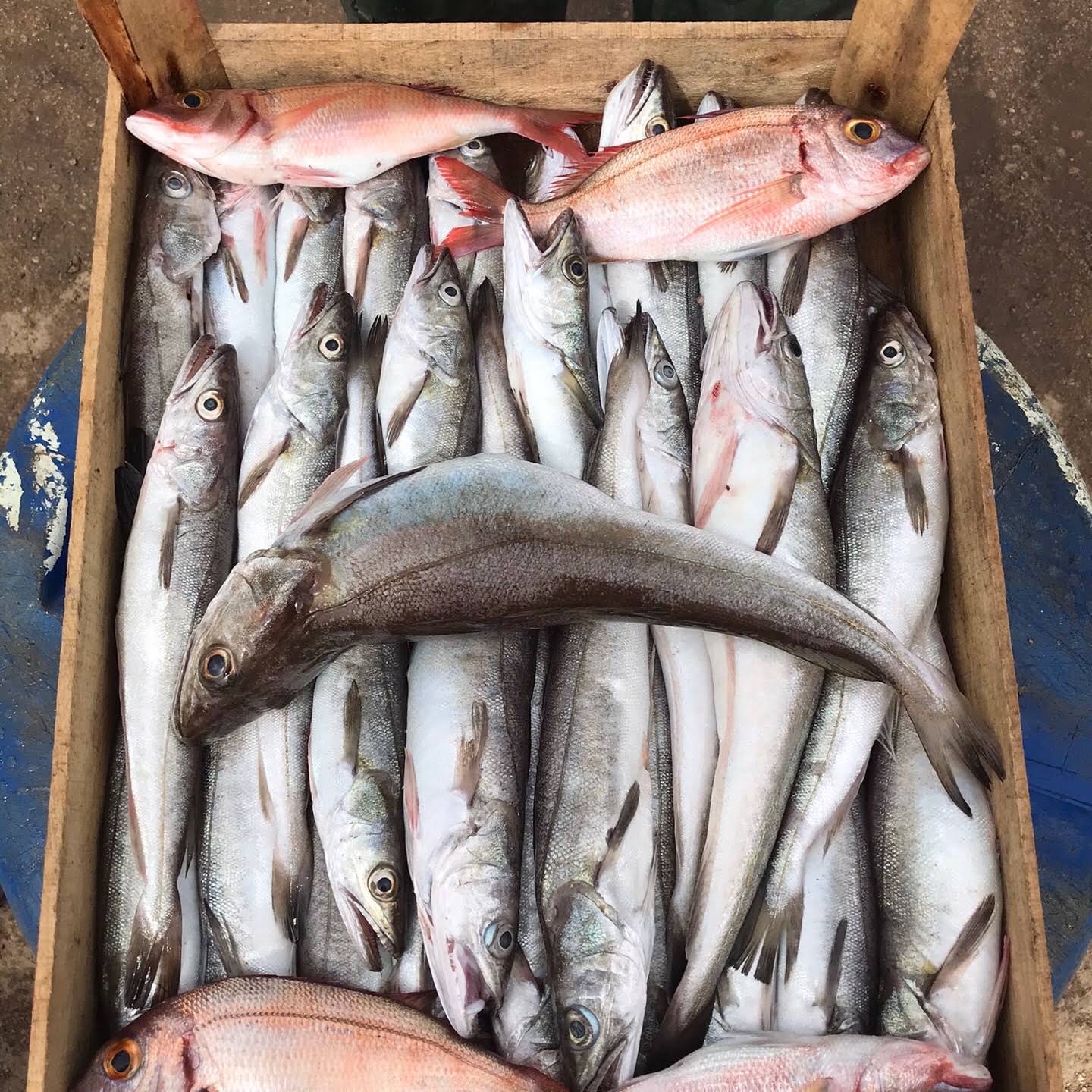 Post from Abdo The Fisherman