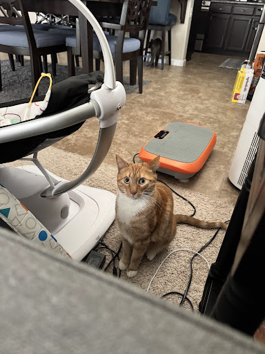 Post from Seven The 🍊 Kitty & Fam - YouTube