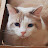 @gruemthecat4359