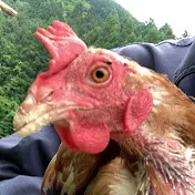 痛風先輩