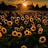 @SunflowersForLife