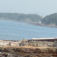 ねこ