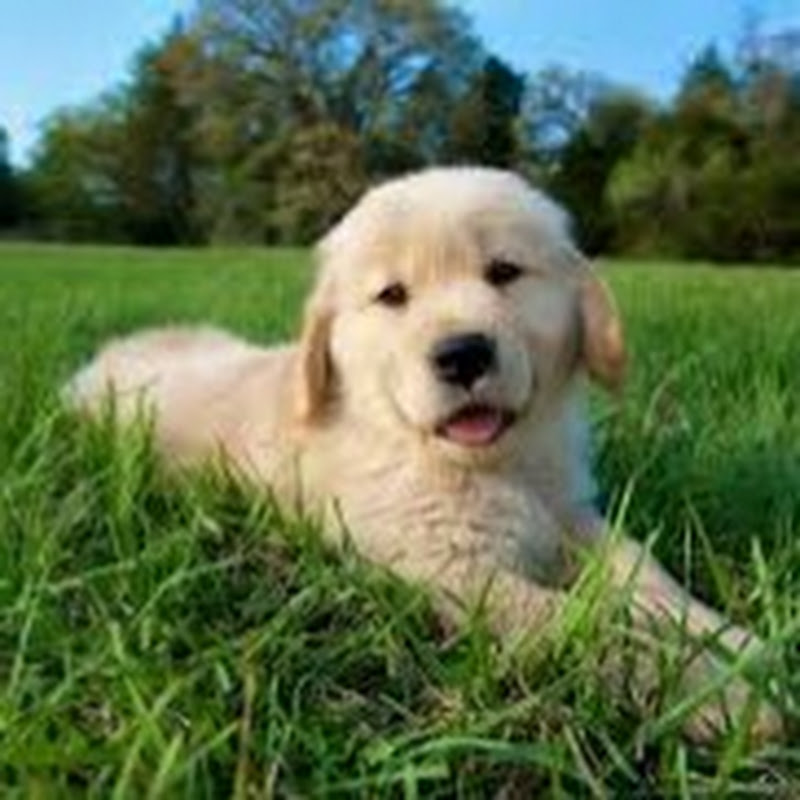 Pets Animal profile avatar
