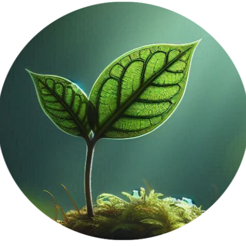 音樂時光 Pure Music Moments Logo