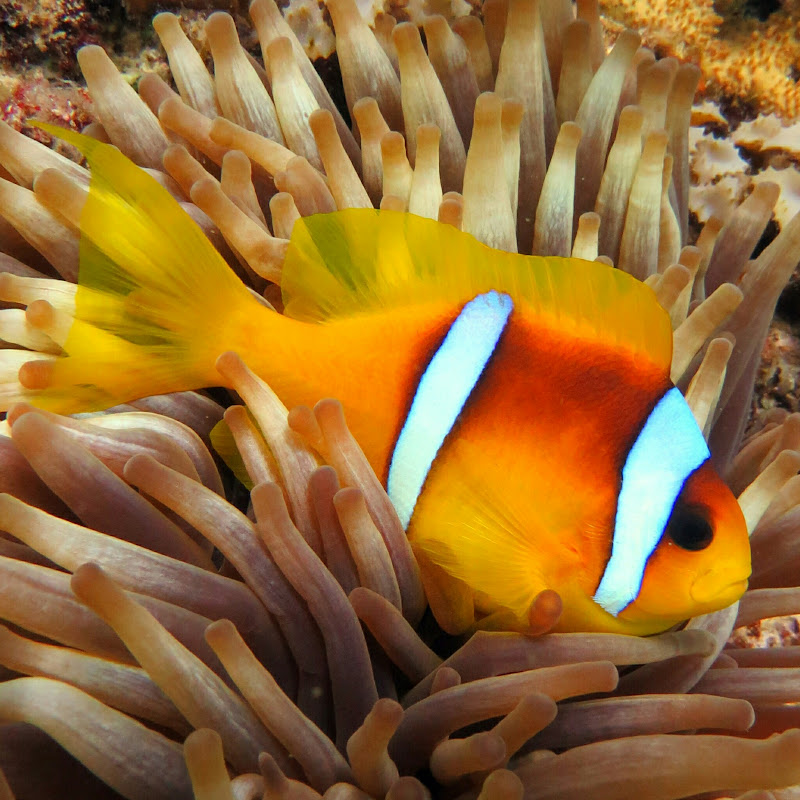 Scuba Diving | Dahab | Egypt