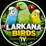 UsSq-TEAqHk-channel-avatar-Larkana Birds Tv