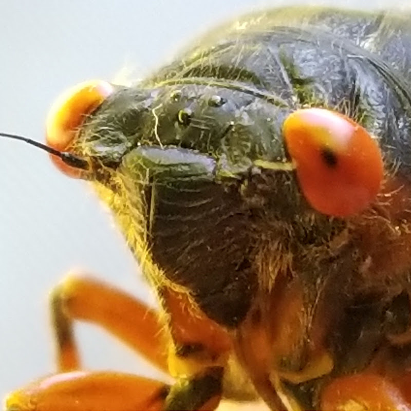 Psykadea