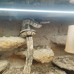 Patrik Predator