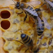 Bee Hive Evolution