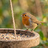 Pe6LdNa48pI-channel-avatar-Peaceful Birds