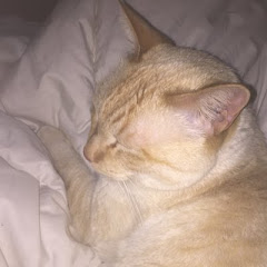 げん