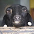 vdv75qpldLk-channel-avatar-MilkDemGoats
