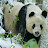 @Pandaman-yx6lg