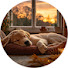 ohtwDznw9DM-channel-avatar-Soft Music for Dogs