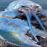eoI7ZC0c65s-channel-avatar-Lobster999