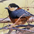 qEe-14QAgaw-channel-avatar-Nature Watching: Japan