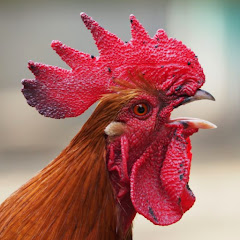 El Gallo Campeón