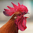 y6F25D53Svg-channel-avatar-El Gallo Campeón