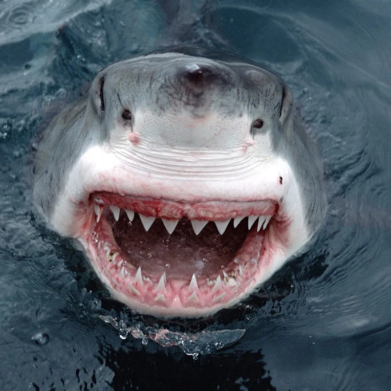 Mr. Shark