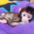 OX7ILTB93tM-channel-avatar-BALIBUL MONKEY