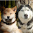 Shiba Inu and Husky Family